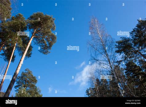 Sunny Day Forest Wood Pine Tree Trees High Clear Blue Sky