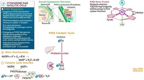 Cytochrome P450 Catalytic Cycle 44 OFF Pinnaxis