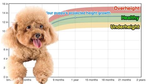 Toy Poodle Growth Chart Height | Wow Blog