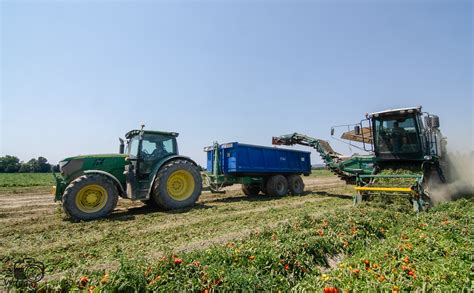 Tomato Harvest Elie Wagner Flickr