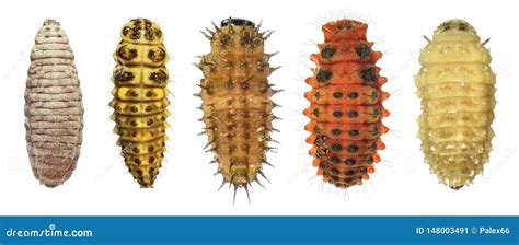 Larvae of ladybug stock image. Image of ladybird, insects - 148003491