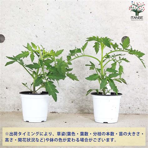 トマト ルガンティーノ 自根苗2個～【野菜の苗 105cmポット】｜ 【植物のitanse】全品送料無料・即出荷