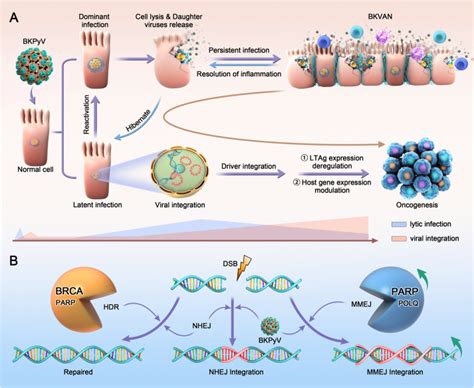 Dynamic Viral Integration Patterns Actively Participate In The