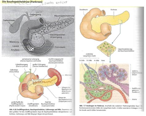 Anatomie Stoffwechselvorgänge Bauchspeicheldrüse Pankreas