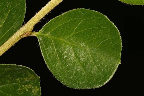 Wall Cotoneaster Cotoneaster Horizontalis Leaf Closeup Stock Photo