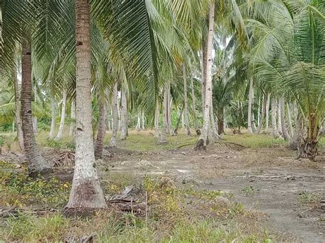 Dijual Tanah Ha Di Sungai Raya Kal Bar