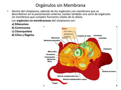 Ppt Orgánulos Sin Membrana Powerpoint Presentation Free Download