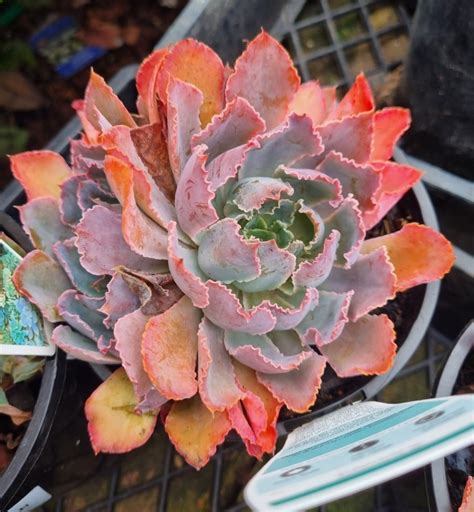 Echeveria Pink Frills Succulent 6 Pot Hello Hello Plants