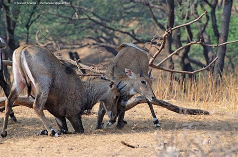 Nilgai Scientific Name Boselaphus Tragocamelus By Maneesh Sharma On