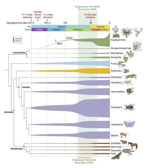 Plant Evolution Timeline