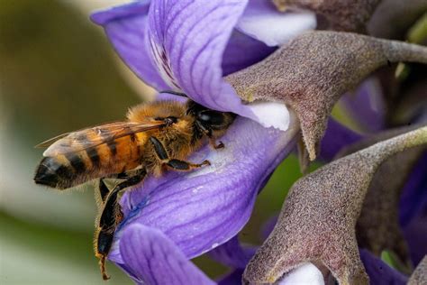 Top Five Tips For Supporting Pollinators This Summer Texas Aandm Today