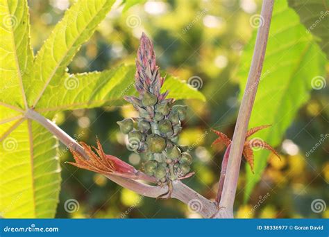 Ricin flower stock image. Image of outside, beans, nature - 38336977