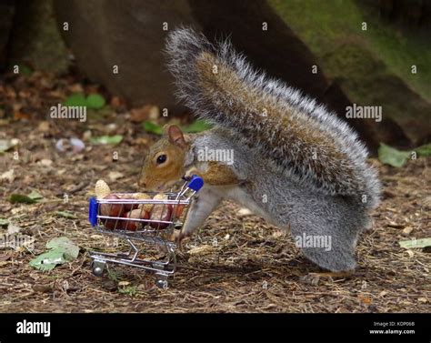 Grey Squirrel Pushing Shopping Cart Trolley Full Of Nuts In Park Stock