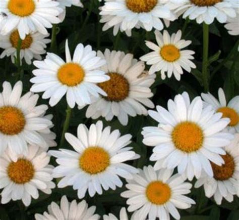 Bennett S Creek Nursery Shasta Daisy Becky Gal