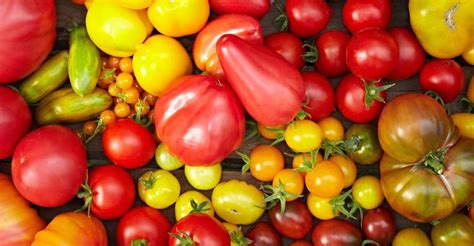 Neue Und Alte Tomatensorten Liste Zur Bersicht