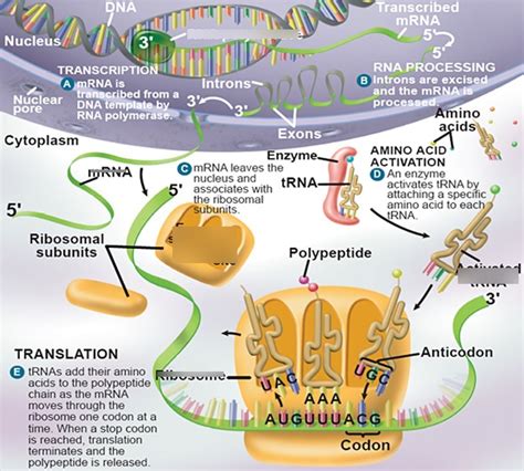 Dna To Protein Diagram Quizlet