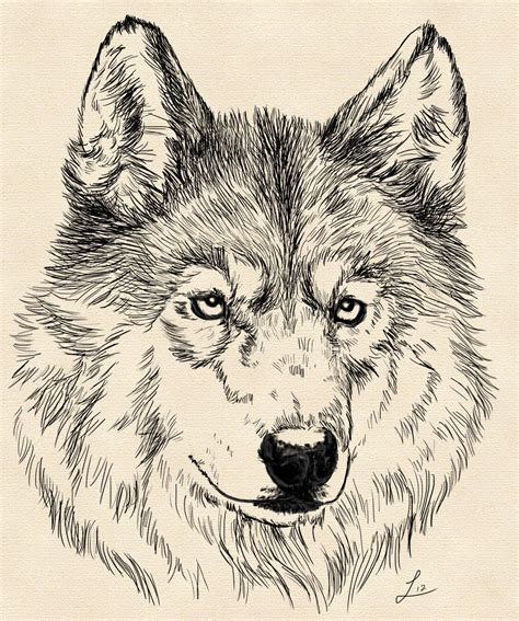 Arctic wolf drawing - lostnc