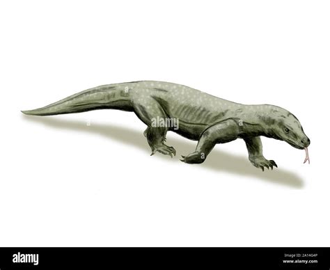 Megalania Prisca Giant Lizard Pleistocene Of Australia Stock Photo