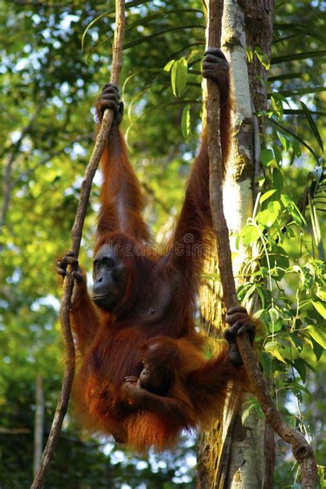 Orangut N Femenino Con Su Beb Imagen De Archivo Imagen De Ella