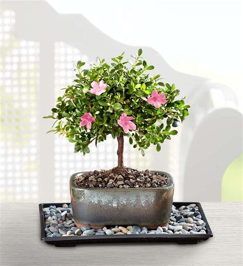 Azalea Bonsai | 1800Flowers.com - 18201