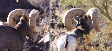 Jay Scott Outdoors How To Field Judge And Score Desert Bighorn Sheep