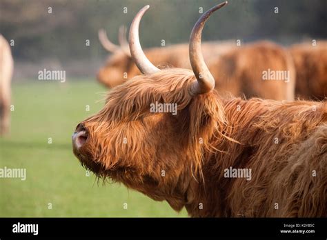 Highland Cattle Balmoral Hi Res Stock Photography And Images Alamy