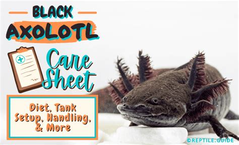 Black Axolotl Care Sheet: Diet, Tank Setup, Handling, & More