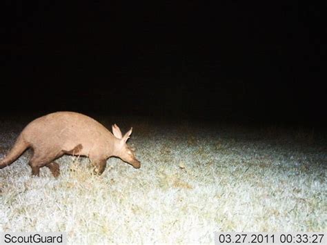 Facts About Aardvarks | Live Science