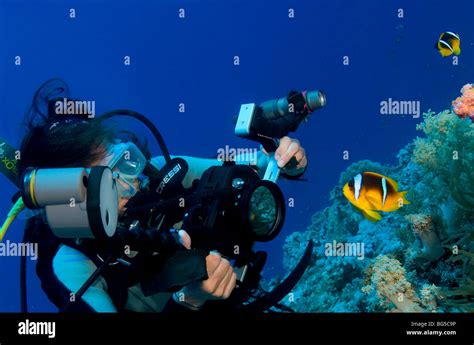 Fot Grafo Subacu Tico Buceo Parque Nacional De Ras Mohammed Egipto