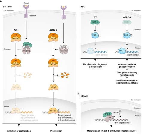 Frontiers Steroid Receptor Coactivators Their Role In Immunity