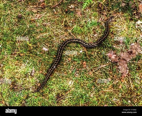 Grass Snake Uk Stock Photo Alamy