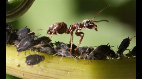 Pengertian Simbiosis Mutualisme Dan Contohnya Di Lingkungan