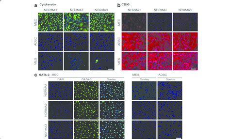 Immunofluorescence Staining Of Cell Isolates A Immunofluorescence