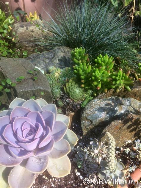 Succulents: Overwintering a Trend - Marianne Willburn