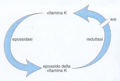 Coagulazione In Universo Del Corpo Treccani Treccani