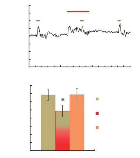 Effects of NO donor SNAP 1 µM on the amplitude of mGluR I agonist