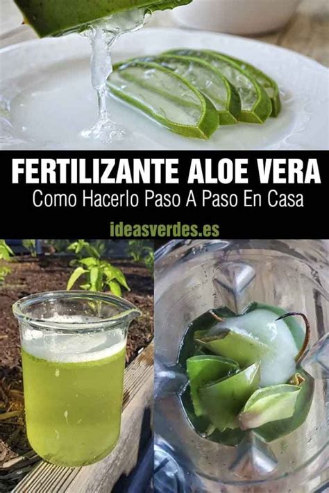 Fertilizante De Aloe Vera Casero La Forma M S Sencilla Y Eficaz De