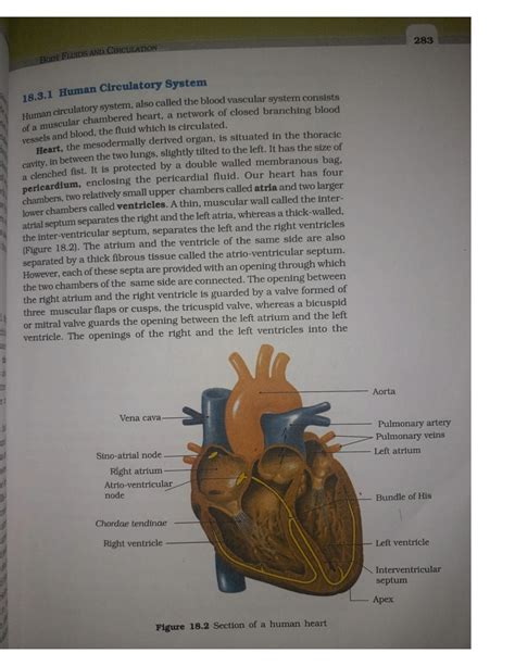 Solution Circulatory Pathways Studypool