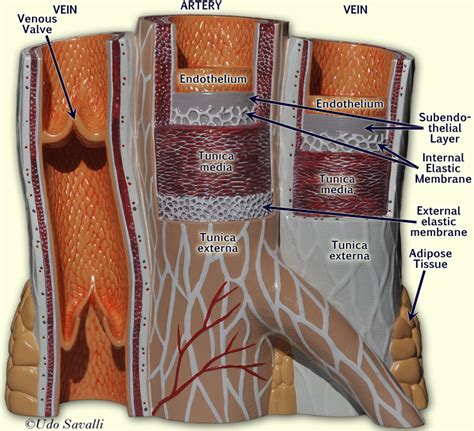 BIO202 Vessel Structure