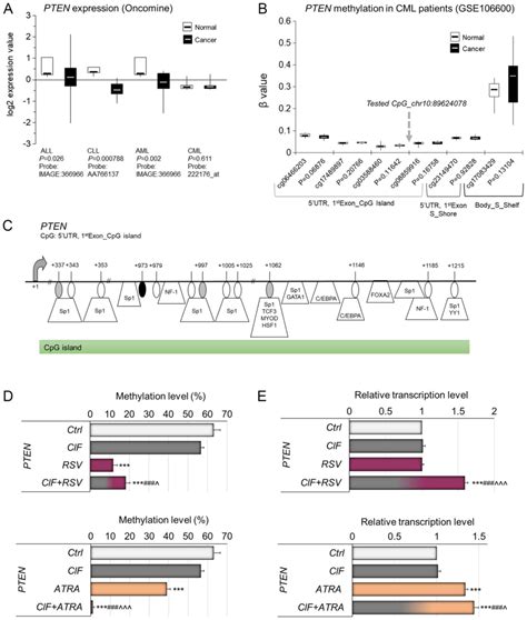 Clofarabinephytochemical Combination Exposures In CML Cells Inhibit