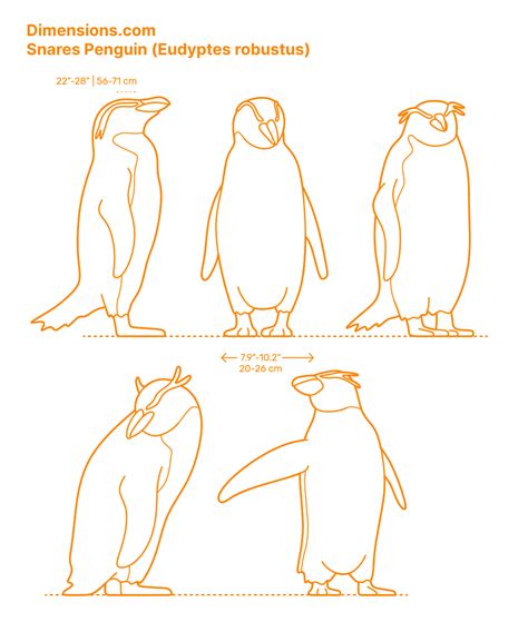 Emperor Penguin (Aptenodytes forsteri) Dimensions & Drawings ...