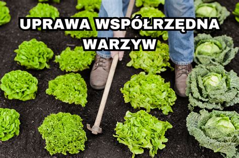 Uprawa współrzędna warzyw dobre sąsiedztwo w warzywniku Siła w naturze