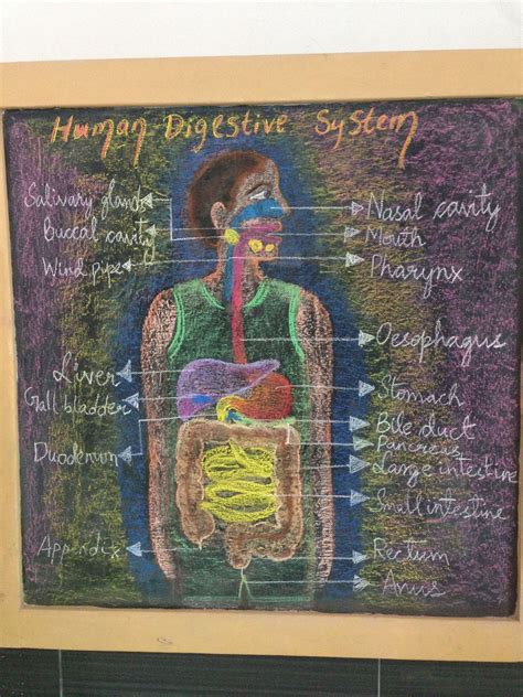 Human Digestive System Th Grade Prerana Waldorf School Chalkboard