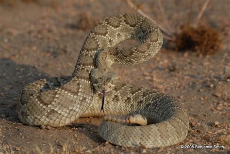 Northern Mohave Rattlesnake - Crotalus scutulatus scutulatus