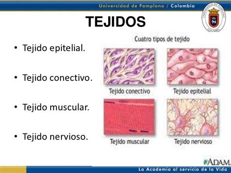 Exposion De Tejidos Biologia