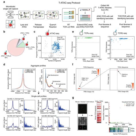 T ATAC Seq Generates Open Chromatin And TCR Profiles In Single T Cells