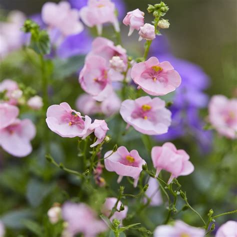 Buy diascia Diascia 'Diamond Light Pink'