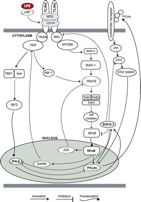 TLR4 And JAK STAT Signalling Pathway Overview Of TLR4 And JAK STAT