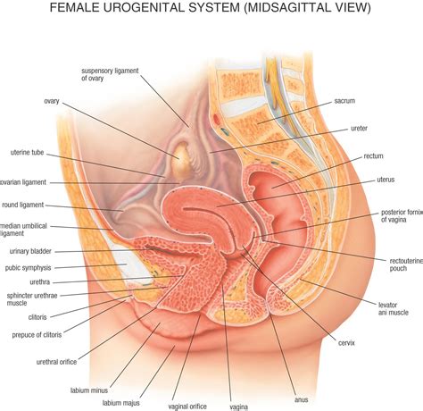 Female Urogenital System Midsagittal View 人体 解剖学 体