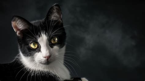 Black And White Cat Long Haired Cat Elegant Cat Tuxedo Cat Majestic